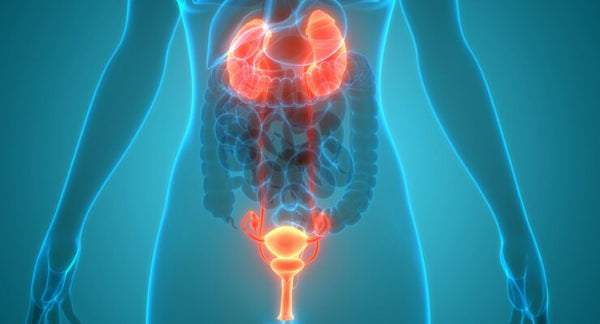 7 Signs Your Kidneys May Be Struggling