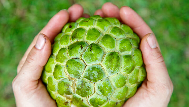 Guanabana For Cancer Prevention? 7 Amazing Reasons To Eat This Tropical