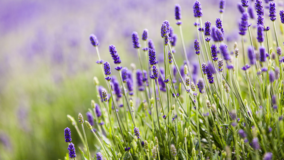 9 Ways to Use Lavender That You Have Never Thought of Before