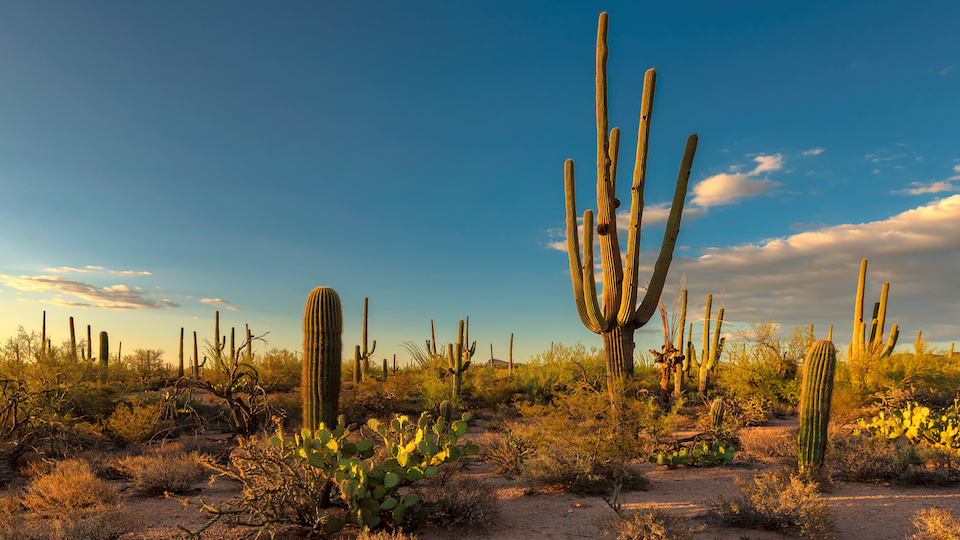 5 Natural Ways to Combat an Arid Climate