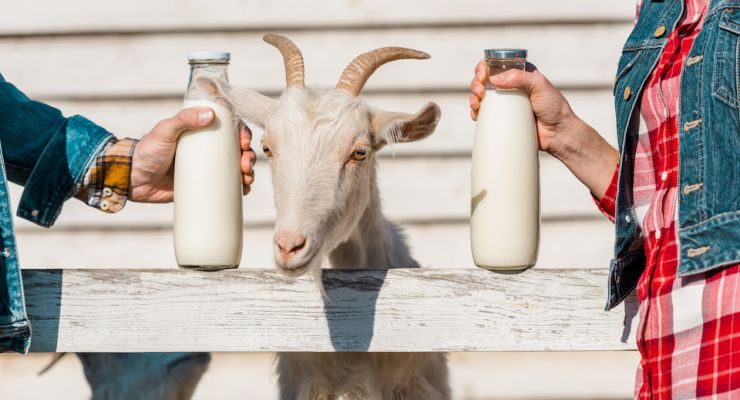 our-guide-to-raw-goat-s-milk-dog-benefits-goats-pets